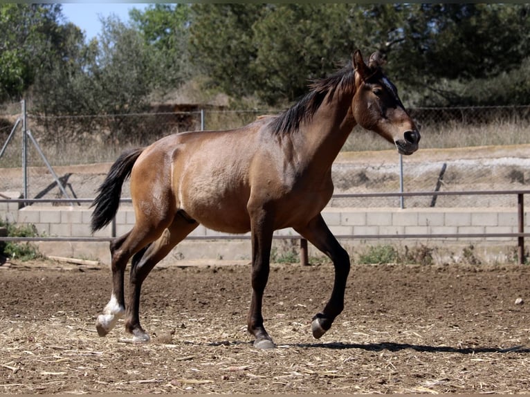Andalusian Mix Stallion 2 years 16 hh Bay-Dark in Valencia