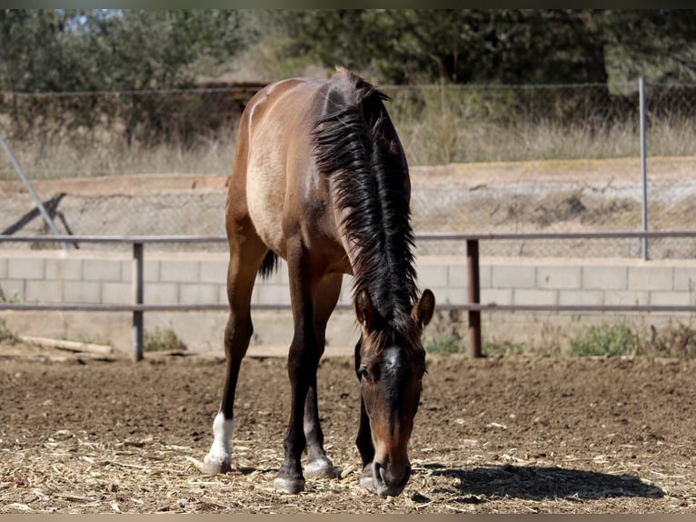 Andalusian Mix Stallion 2 years 16 hh Bay-Dark in Valencia