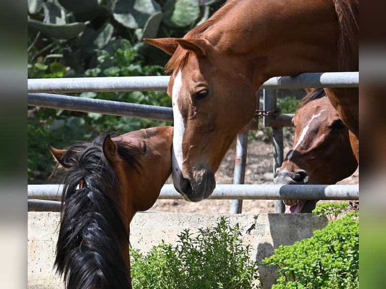 Andalusian Stallion 2 years 16 hh Brown in Mallorca