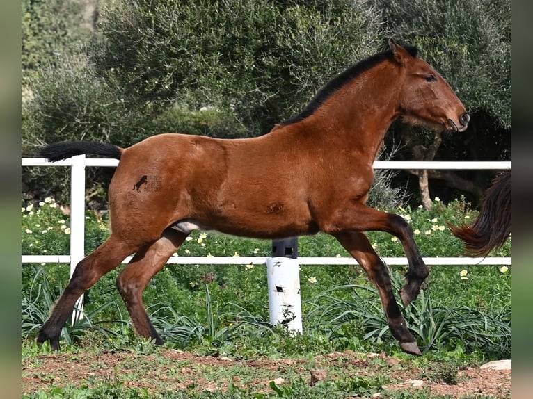 Andalusian Stallion 2 years 16 hh Brown in Menorca
