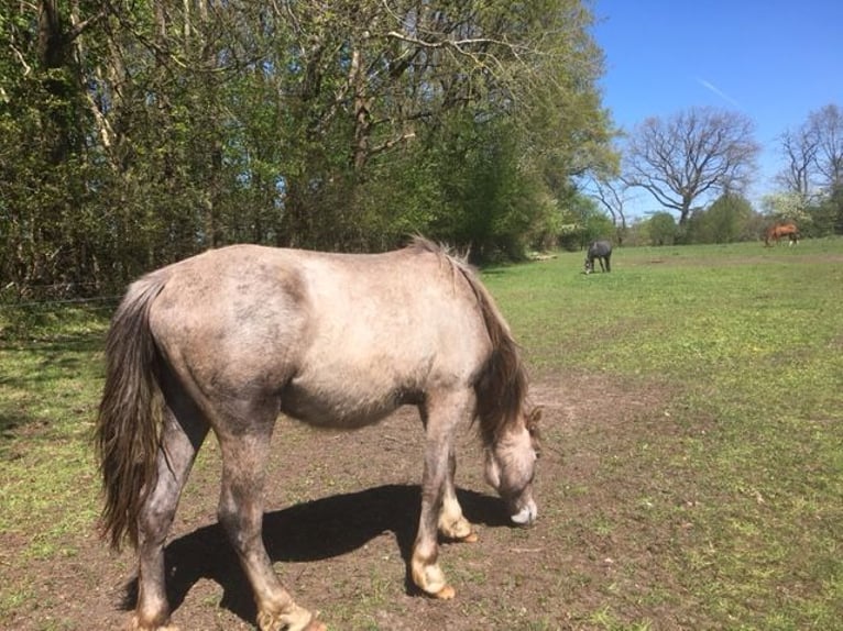 Andalusian Stallion 2 years 16 hh Grey-Red-Tan in Großvollstedt