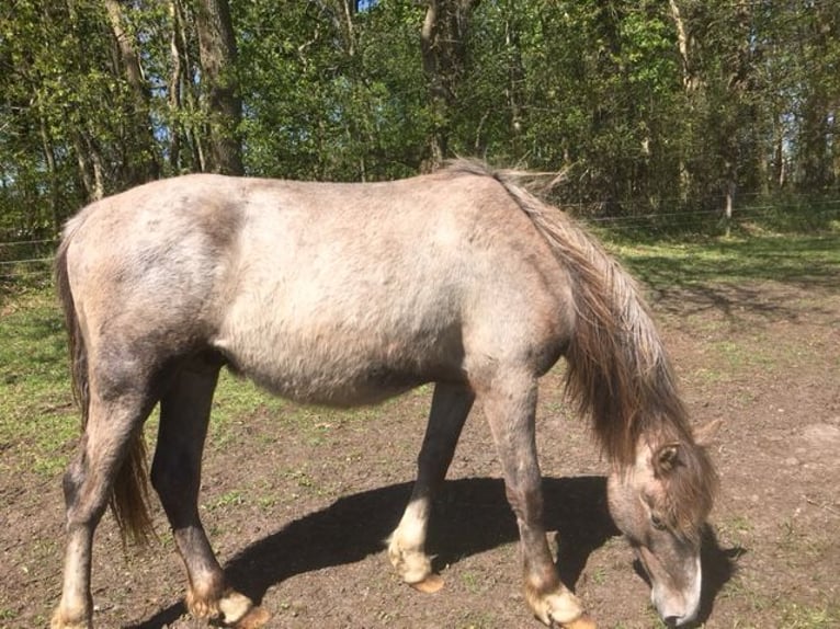 Andalusian Stallion 2 years 16 hh Grey-Red-Tan in Großvollstedt