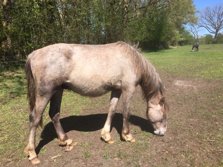 Andalusian Stallion 2 years 16 hh Grey-Red-Tan in Großvollstedt