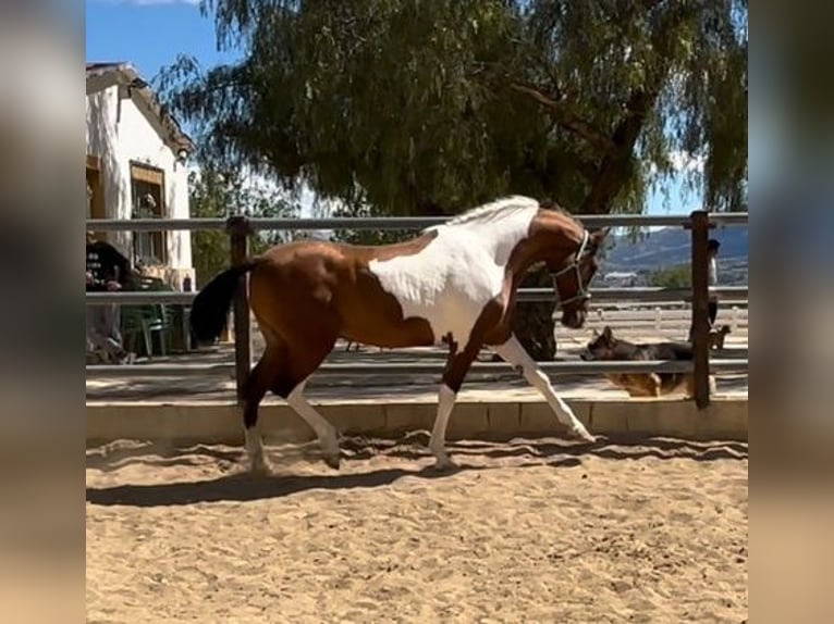 Andalusian Stallion 2 years 16 hh Tobiano-all-colors in Alicante/Alacant