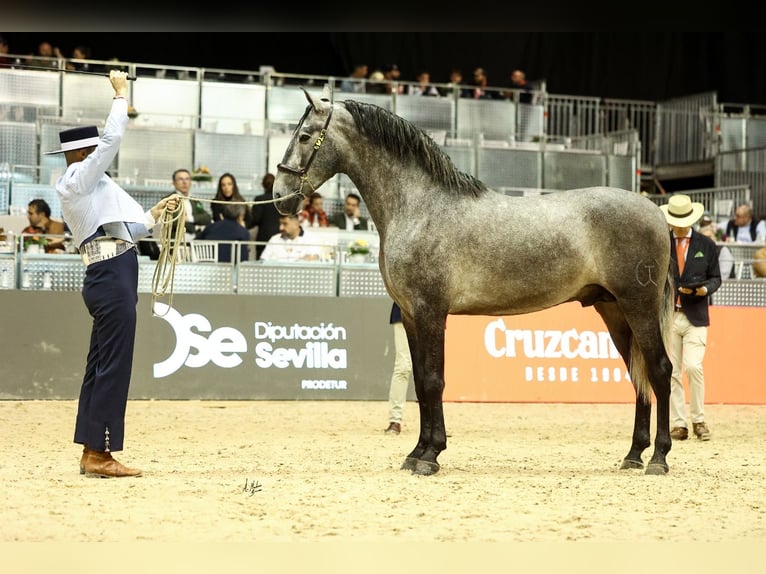 Andalusian Stallion 2 years 16,1 hh Grey-Dapple in Segorbe