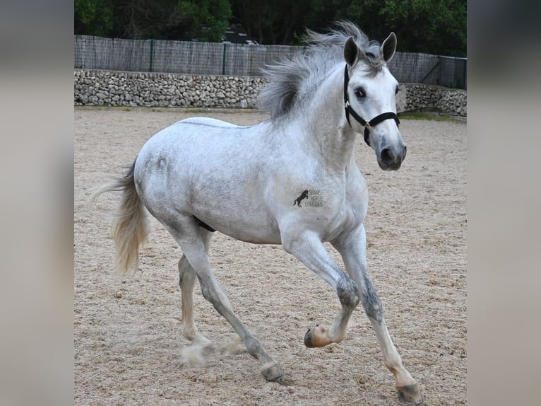 Andalusian Stallion 2 years 16,1 hh Grey in Menorca