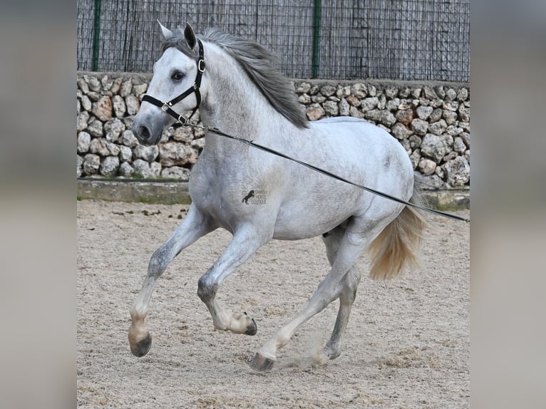 Andalusian Stallion 2 years 16,1 hh Grey in Menorca