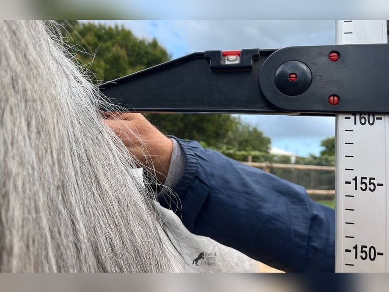 Andalusian Stallion 2 years 16,1 hh Grey in Menorca