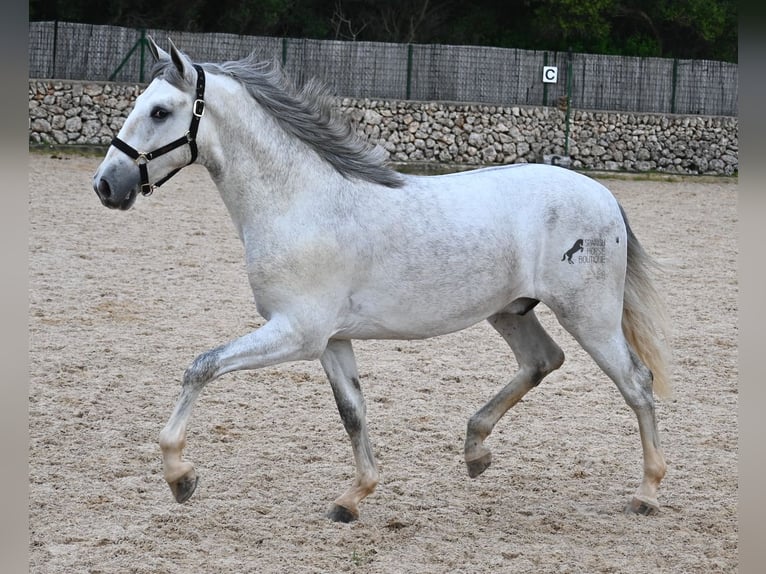 Andalusian Stallion 2 years 16,1 hh Grey in Menorca