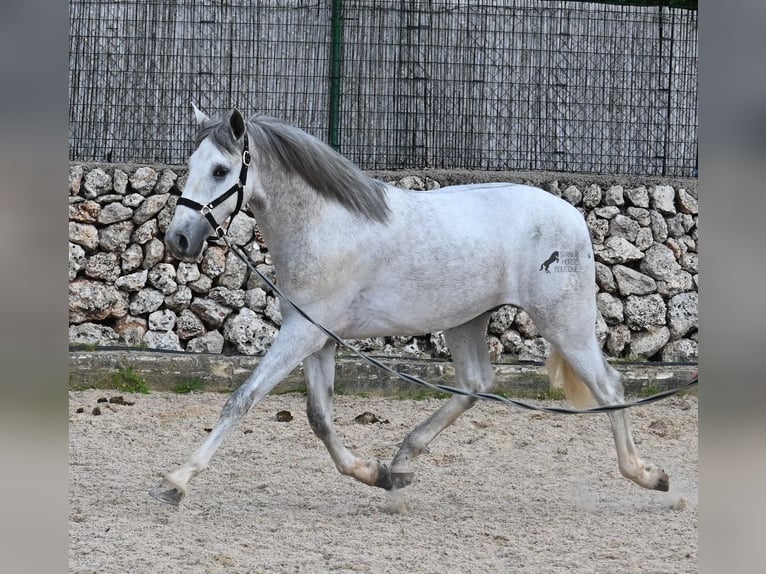 Andalusian Stallion 2 years 16,1 hh Grey in Menorca