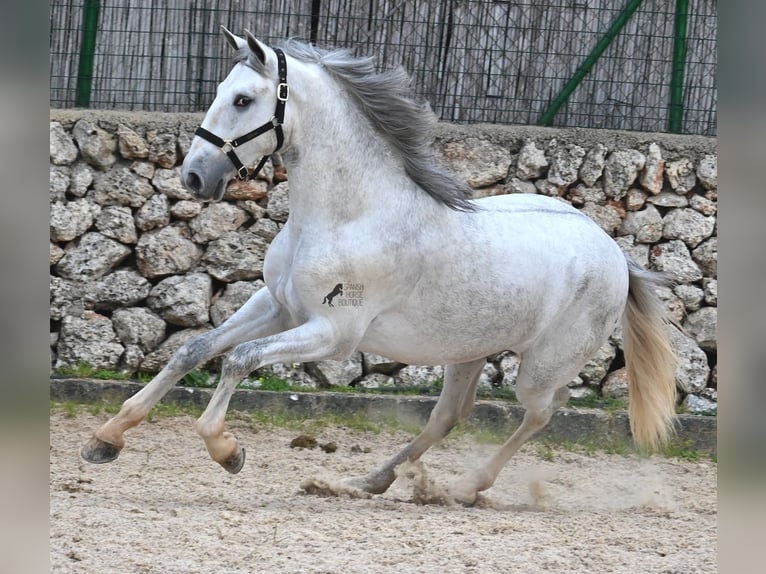 Andalusian Stallion 2 years 16,1 hh Grey in Menorca