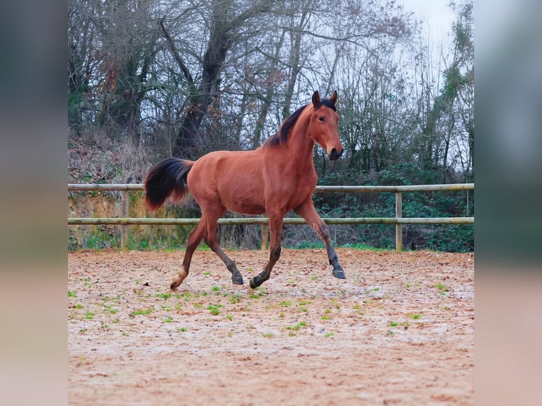 Andalusian Stallion 2 years Brown-Light in Lupiac