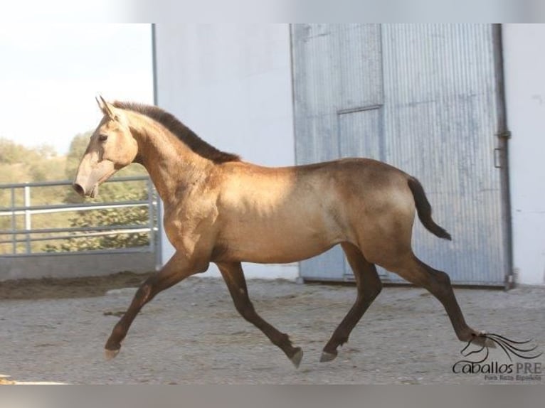 Andalusian Stallion 2 years Buckskin in Barcelona