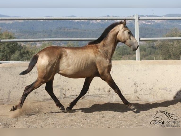 Andalusian Stallion 2 years Buckskin in Barcelona