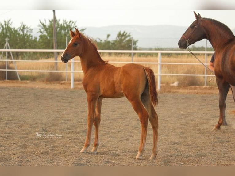 Andalusian Stallion 2 years Chestnut-Red in Badajoz