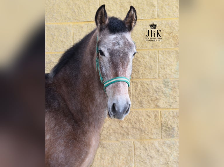 Andalusian Stallion 3 years 14,1 hh Gray in Tabernas Almeria