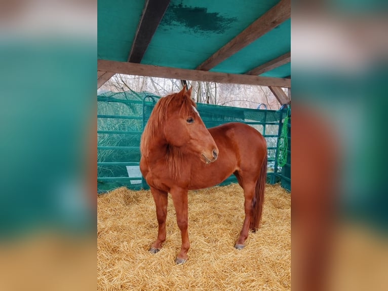 Andalusian Stallion 3 years 14.2 hh Chestnut-Red in Weißenhorn