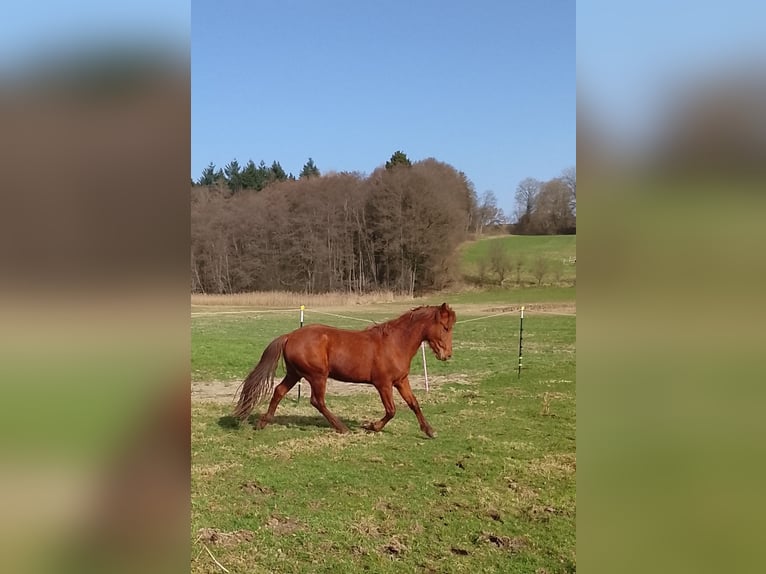 Andalusian Stallion 3 years 14.2 hh Chestnut-Red in Weißenhorn