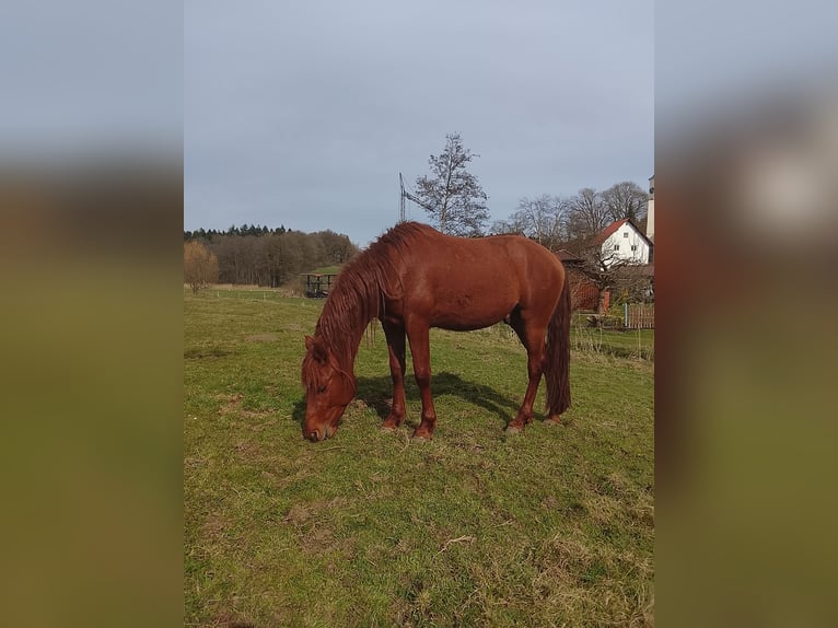 Andalusian Stallion 3 years 14.2 hh Chestnut-Red in Weißenhorn