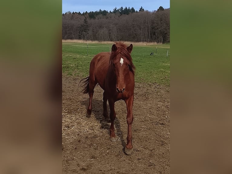 Andalusian Stallion 3 years 14.2 hh Chestnut-Red in Weißenhorn
