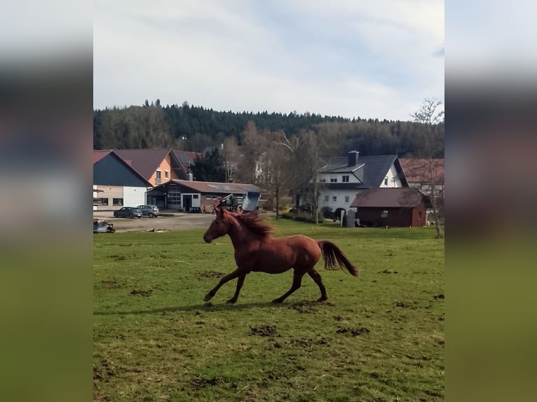 Andalusian Stallion 3 years 14.2 hh Chestnut-Red in Weißenhorn
