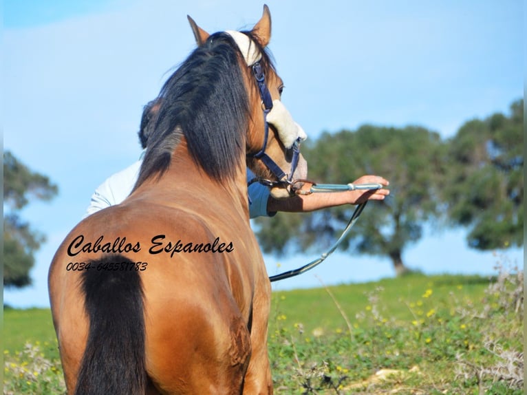 Andalusian Stallion 3 years 14,3 hh Champagne in Vejer de la Frontera