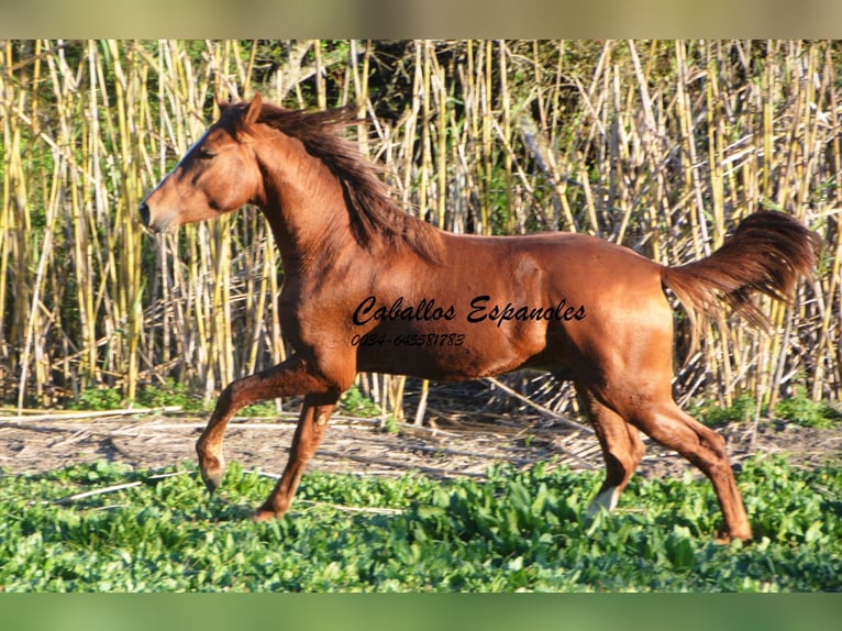 Andalusian Stallion 3 years 14,3 hh Chestnut-Red in Vejer de la Frontera