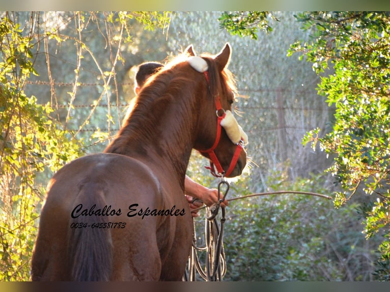 Andalusian Stallion 3 years 14,3 hh Chestnut-Red in Vejer de la Frontera