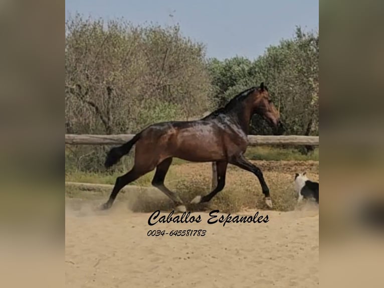 Andalusian Stallion 3 years 15.1 hh Bay-Dark in Vejer de la Frontera