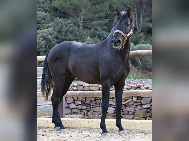 Andalusian Stallion 3 years 15,1 hh Black in Menorca