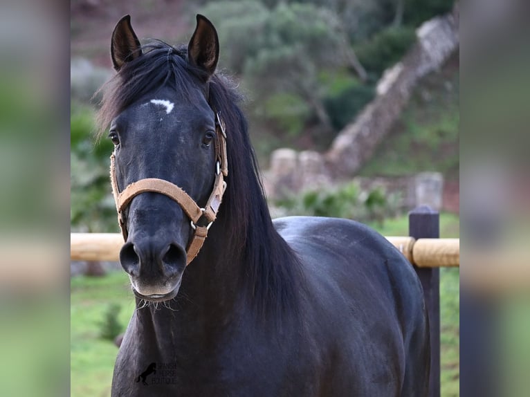 Andalusian Stallion 3 years 15,1 hh Black in Menorca