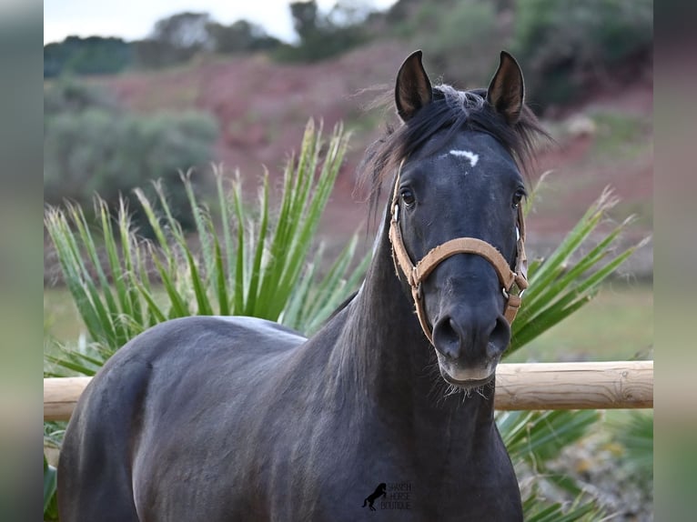 Andalusian Stallion 3 years 15,1 hh Black in Menorca