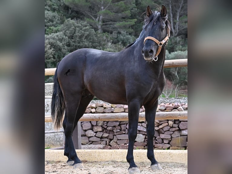 Andalusian Stallion 3 years 15,1 hh Black in Menorca