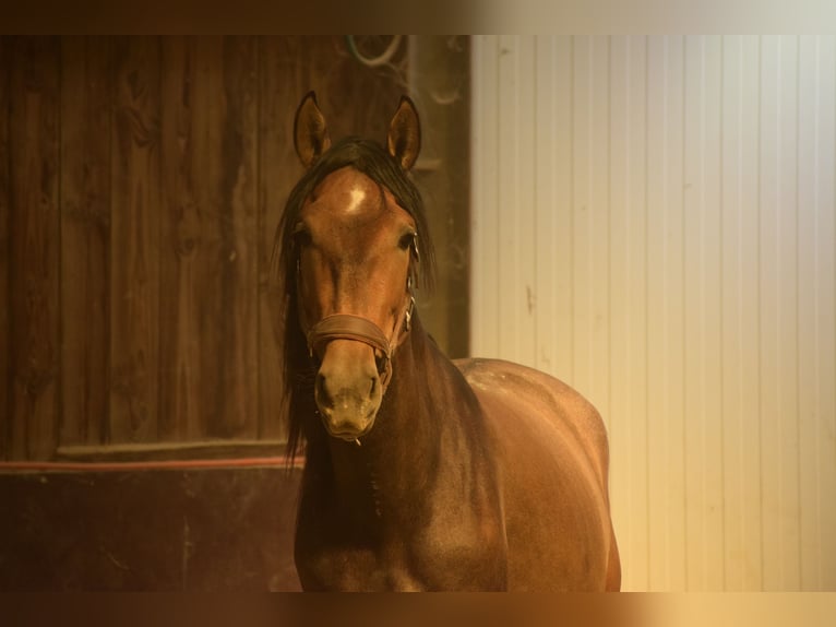 Andalusian Stallion 3 years 15,1 hh Brown Falb mold in Assesse