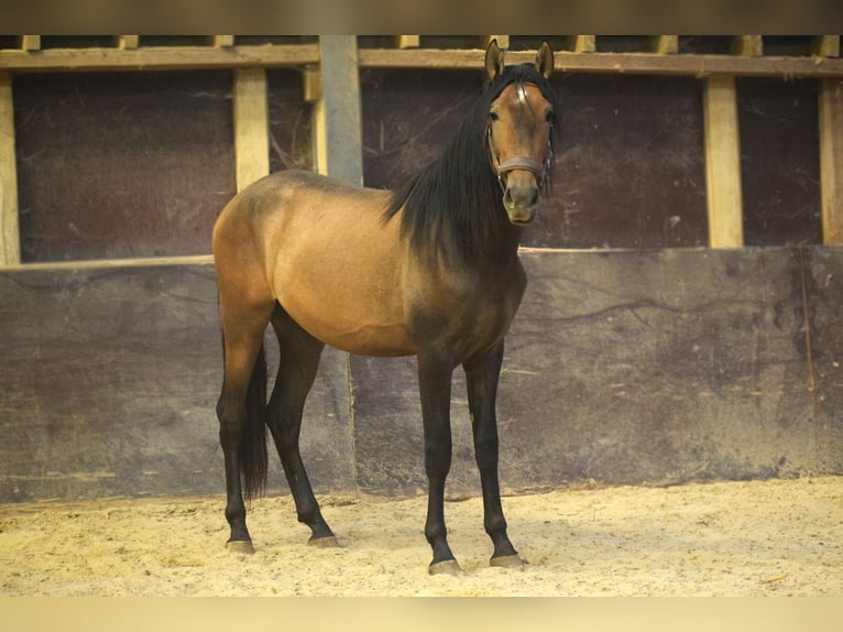 Andalusian Stallion 3 years 15,1 hh Brown Falb mold in Assesse