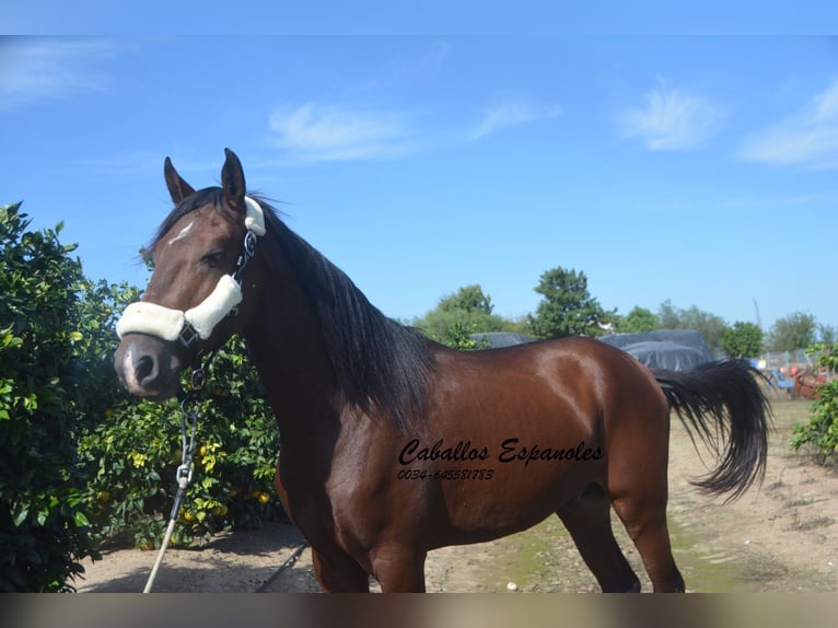 Andalusian Stallion 3 years 15,1 hh Brown in Vejer de la Frontera