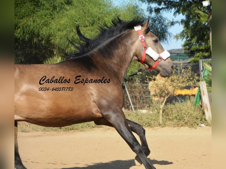 Andalusian Stallion 3 years 15,1 hh Buckskin in Vejer de la Frontera