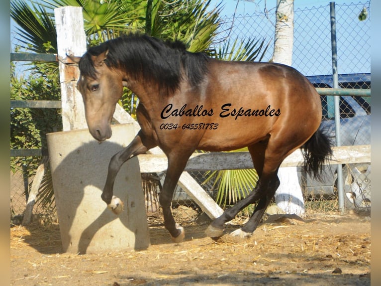Andalusian Stallion 3 years 15,1 hh Buckskin in Vejer de la Frontera