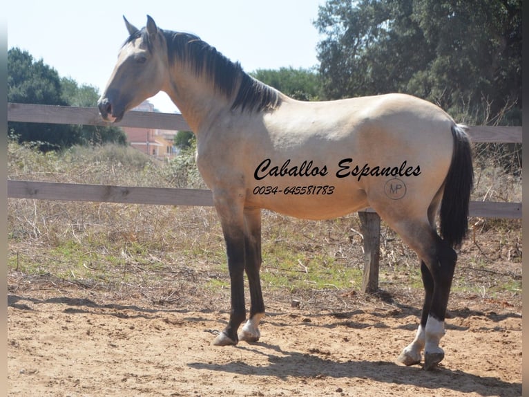 Andalusian Stallion 3 years 15,1 hh Dun in Vejer de la Frontera