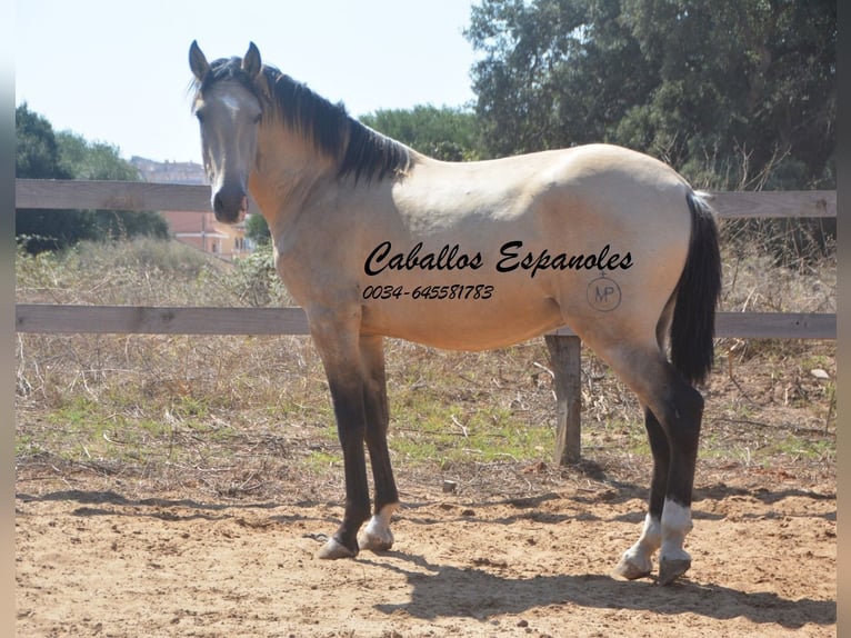 Andalusian Stallion 3 years 15,1 hh Dun in Vejer de la Frontera