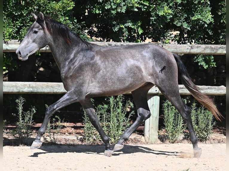Andalusian Stallion 3 years 15.1 hh Grey in Menorca