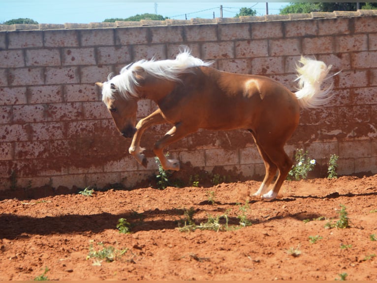 Andalusian Stallion 3 years 15.1 hh Palomino in Chiclana