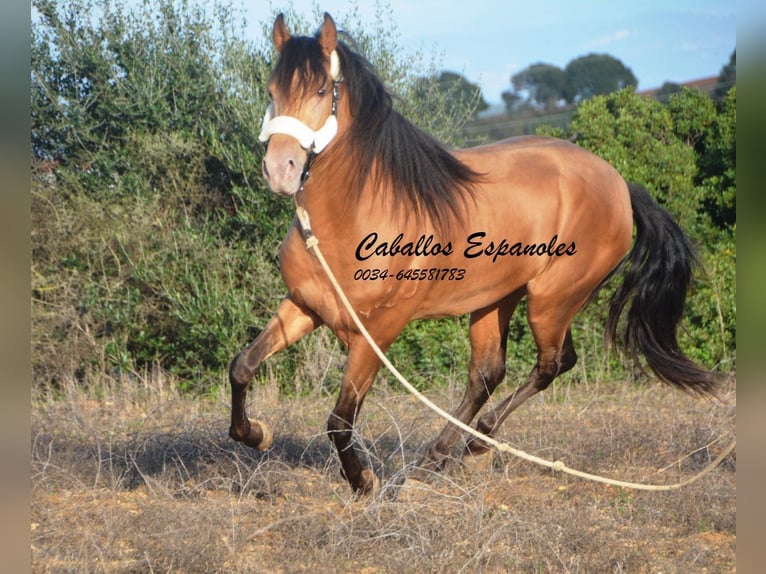 Andalusian Stallion 3 years 15,1 hh Pearl in Vejer de la Frontera