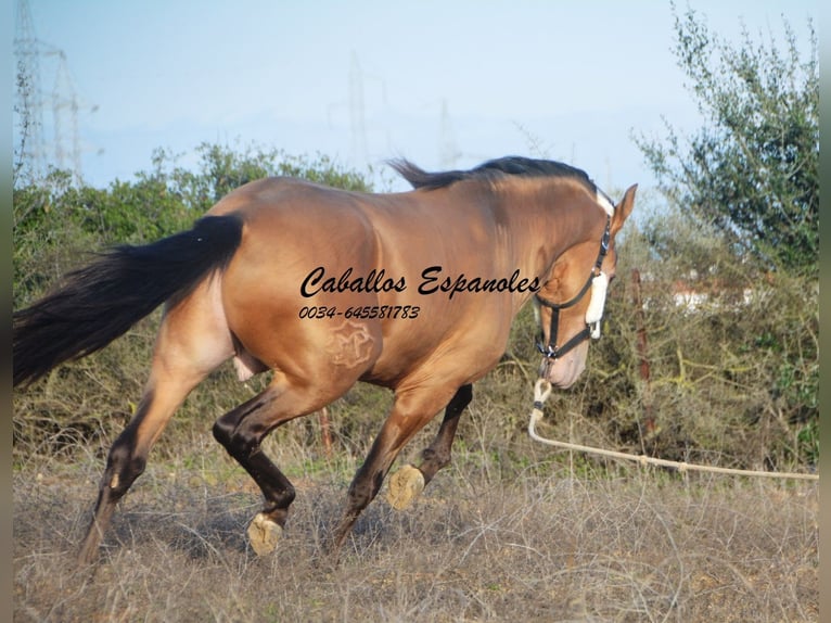 Andalusian Stallion 3 years 15,1 hh Pearl in Vejer de la Frontera