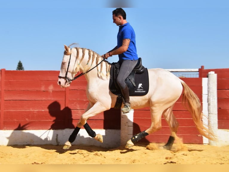 Andalusian Stallion 3 years 15,1 hh Perlino in Provinz Cordoba