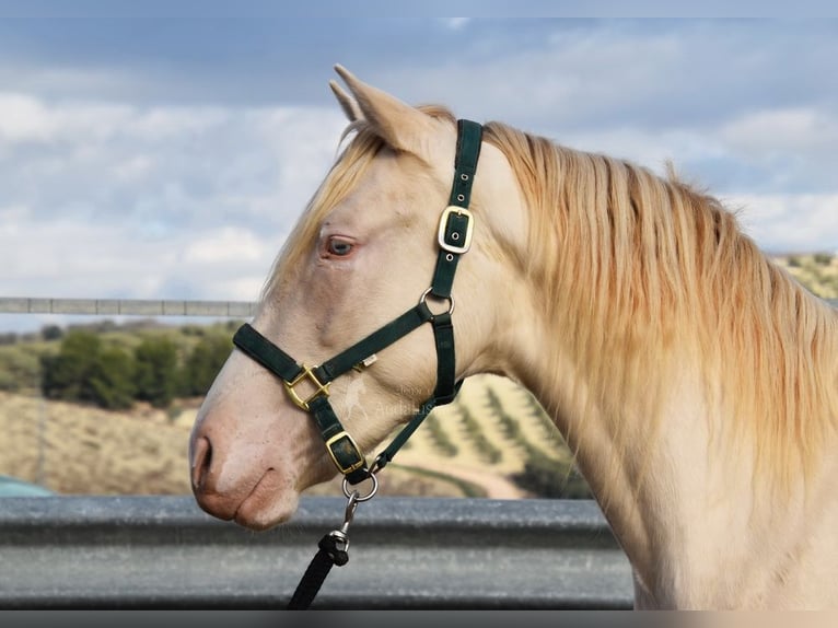 Andalusian Stallion 3 years 15,1 hh Perlino in Provinz Cordoba