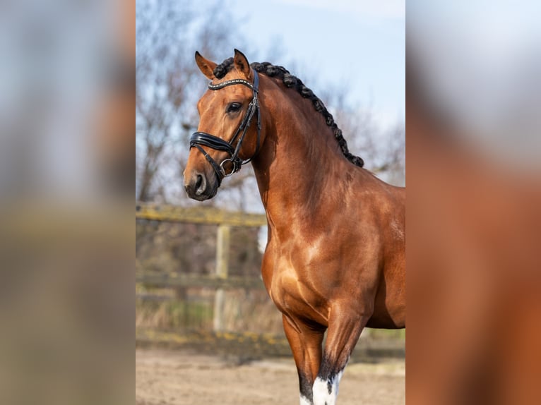 Andalusian Stallion 3 years 15,1 hh Pinto in Sm