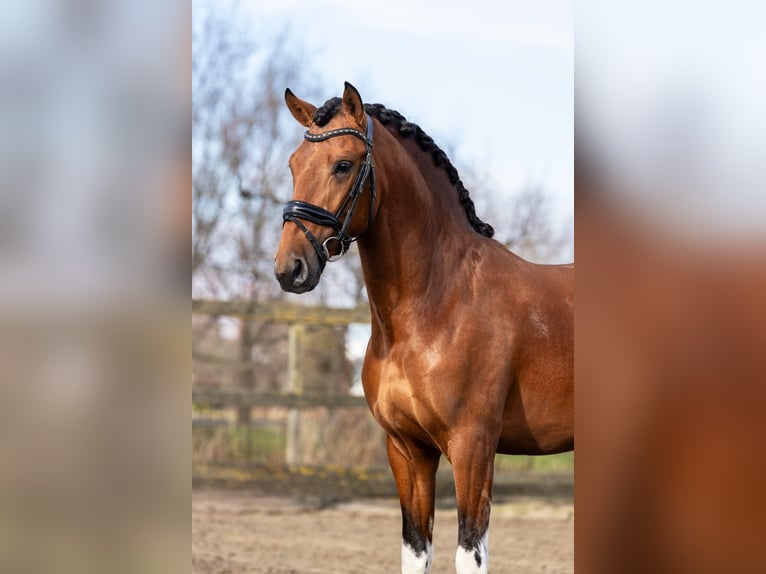 Andalusian Stallion 3 years 15,1 hh Pinto in Sm