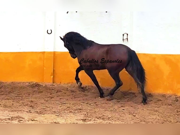 Andalusian Stallion 3 years 15.2 hh Bay-Dark in Vejer de la Frontera