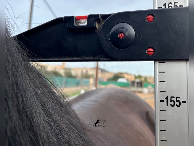 Andalusian Stallion 3 years 15,2 hh Black in Mallorca